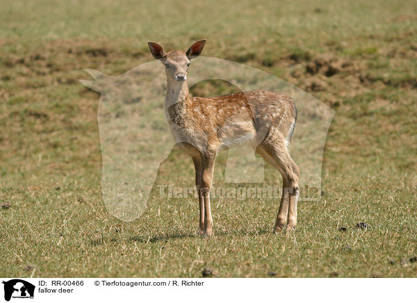 fallow deer / RR-00466