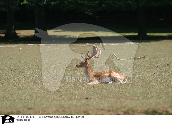 fallow deer / RR-00476