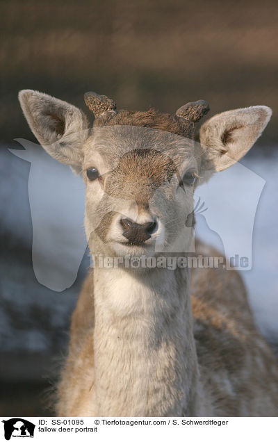fallow deer portrait / SS-01095