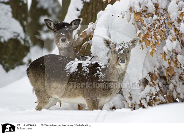 Damhirsch / fallow deer / HJ-03449