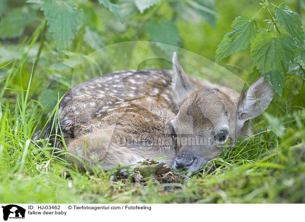 Damhirschbaby / fallow deer baby / HJ-03462
