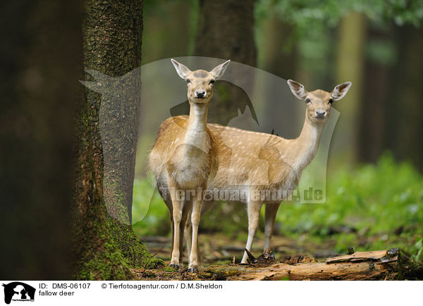 fallow deer / DMS-06107