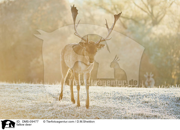 fallow deer / DMS-09477