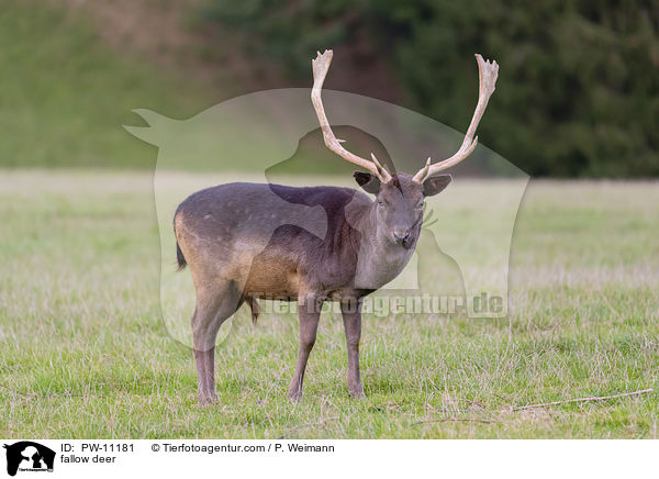 fallow deer / PW-11181