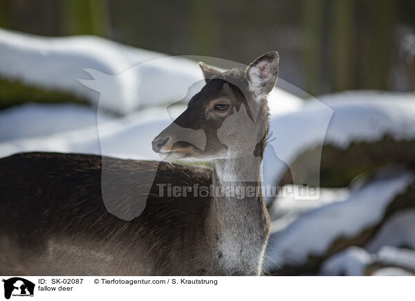fallow deer / SK-02087