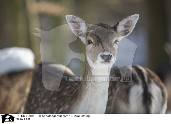 fallow deer / SK-02095