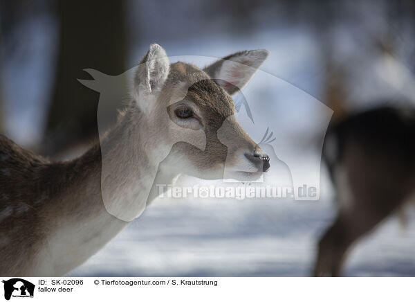 fallow deer / SK-02096