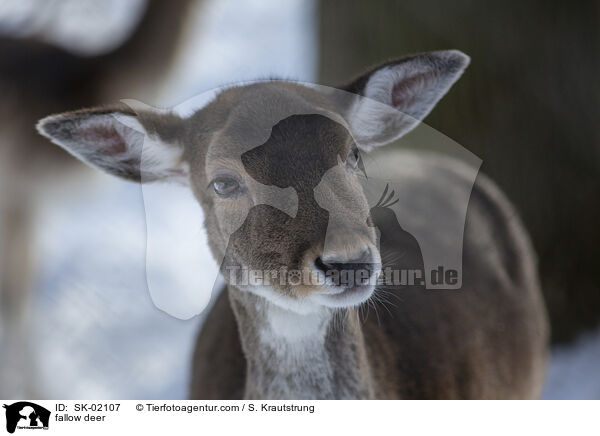 fallow deer / SK-02107