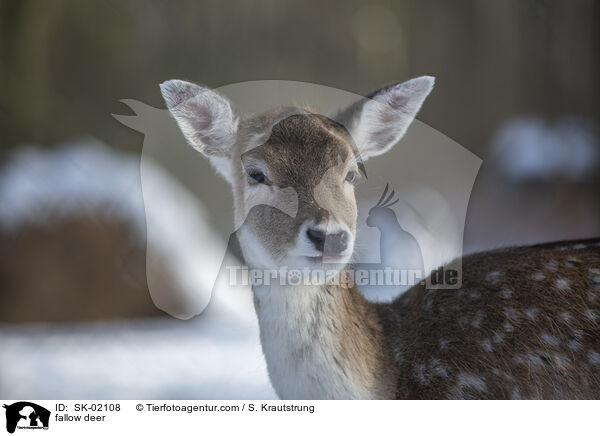 fallow deer / SK-02108