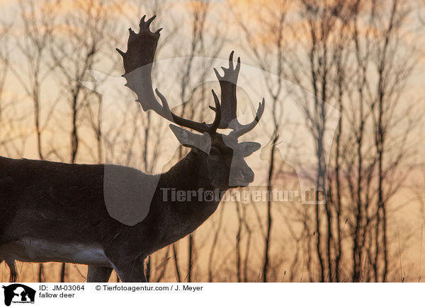 fallow deer / JM-03064