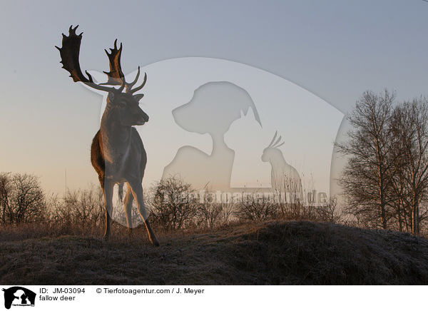 fallow deer / JM-03094