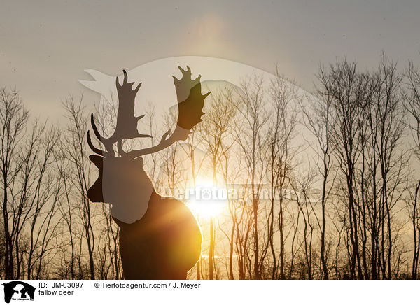fallow deer / JM-03097