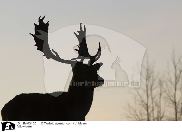 fallow deer / JM-03100