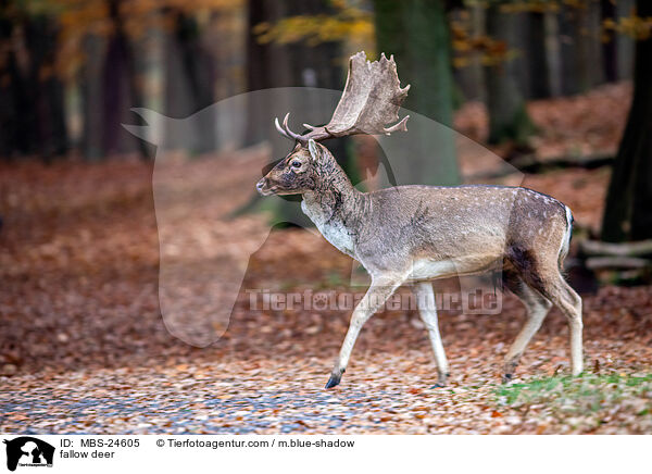 fallow deer / MBS-24605