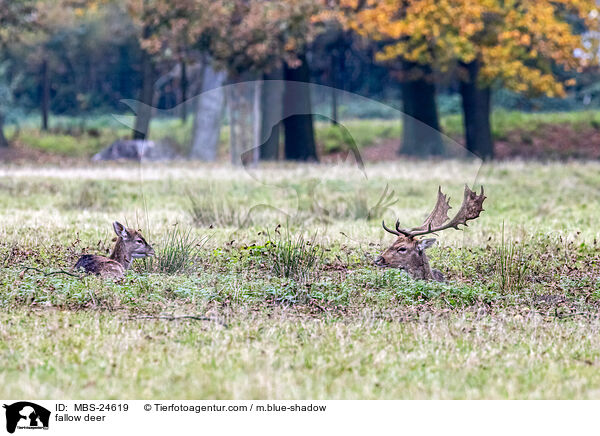 fallow deer / MBS-24619