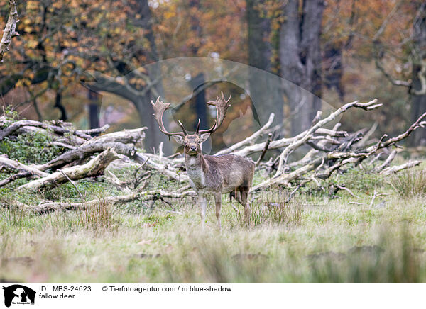 fallow deer / MBS-24623