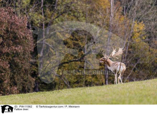 Fallow deer / PW-11582