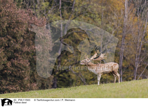 Fallow deer / PW-11583