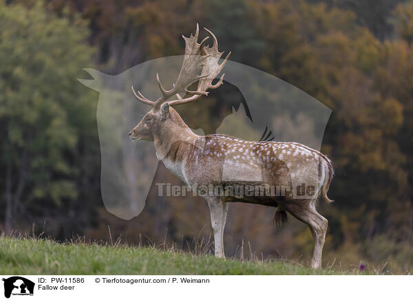 Fallow deer / PW-11586