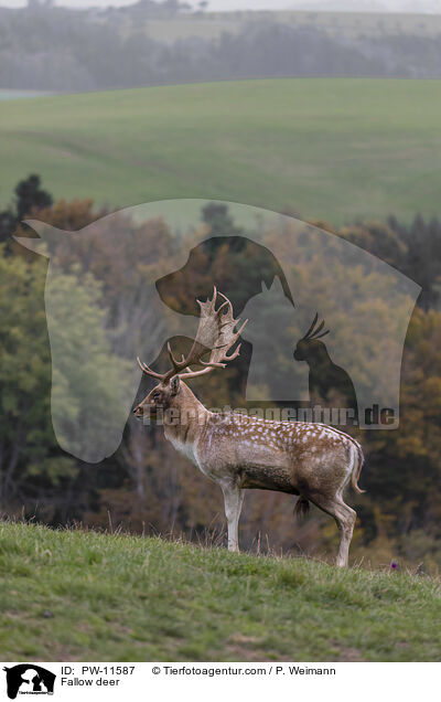 Fallow deer / PW-11587