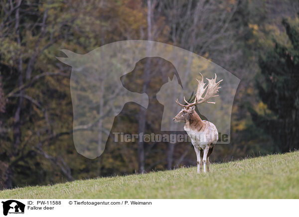 Fallow deer / PW-11588