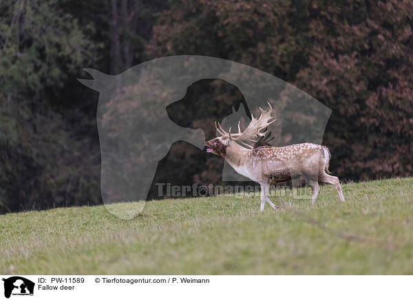 Fallow deer / PW-11589