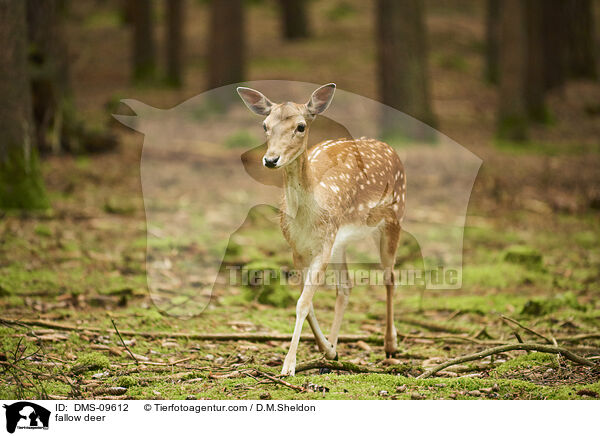 fallow deer / DMS-09612