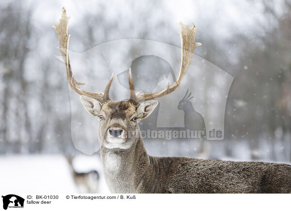 fallow deer / BK-01030