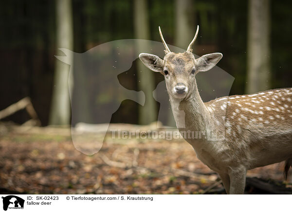 fallow deer / SK-02423