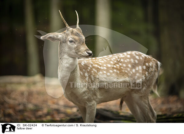 fallow deer / SK-02424