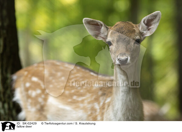 fallow deer / SK-02429