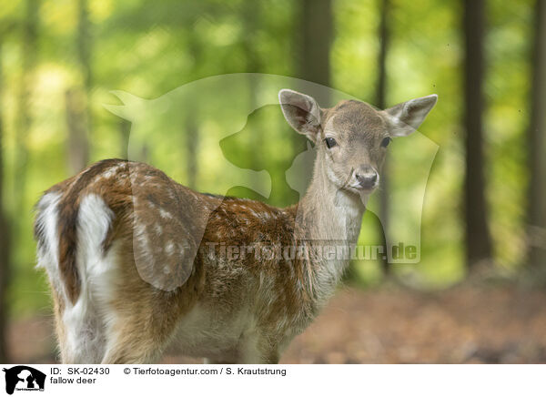 fallow deer / SK-02430