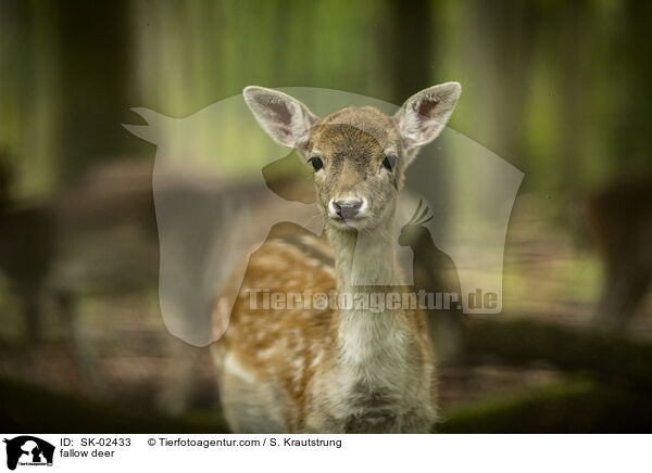 fallow deer / SK-02433