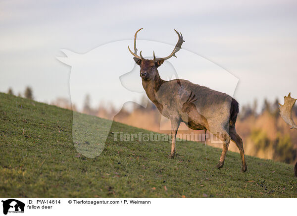 fallow deer / PW-14614