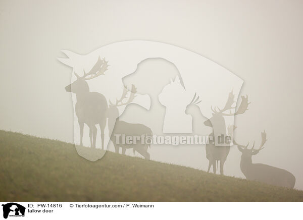 fallow deer / PW-14816