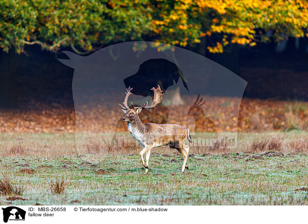 fallow deer / MBS-26658