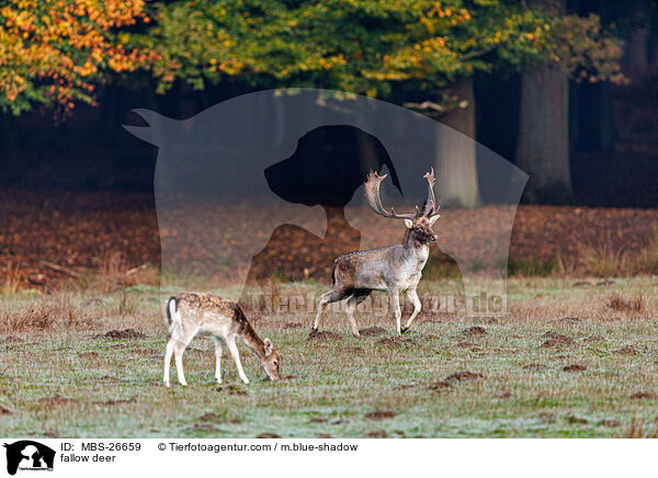 fallow deer / MBS-26659