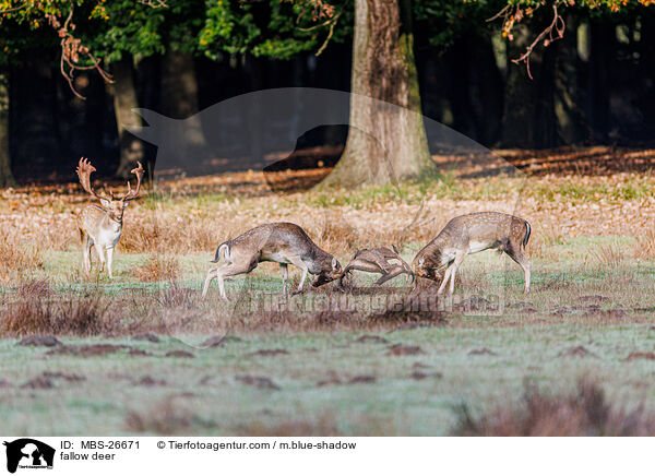 fallow deer / MBS-26671