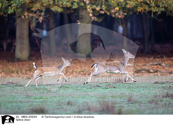 fallow deer / MBS-26694