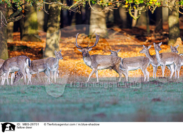 fallow deer / MBS-26701