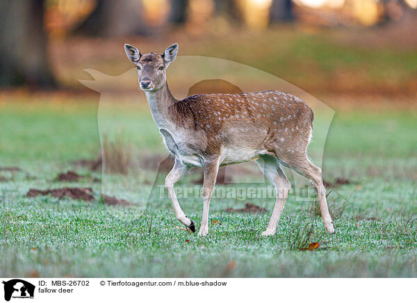 fallow deer / MBS-26702