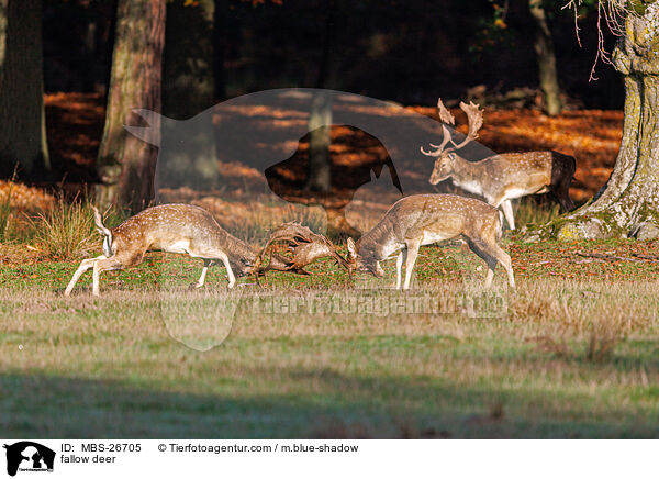 fallow deer / MBS-26705