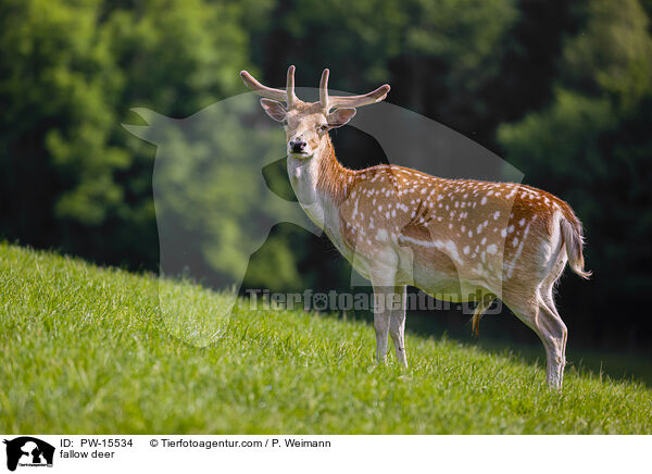 Damwild / fallow deer / PW-15534