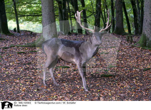 Damwild / ffallow deer / WS-10593