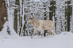 walking Fallow Deer