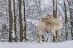 standing Fallow Deer