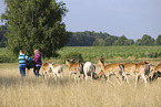 humans with Fallow Deers