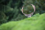 Fallow Deer portrait