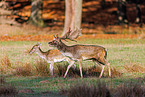 fallow deer