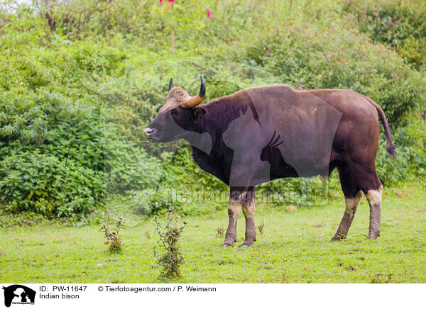 Gaur / Indian bison / PW-11647
